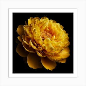 Yellow Peony on Black Background Art Print