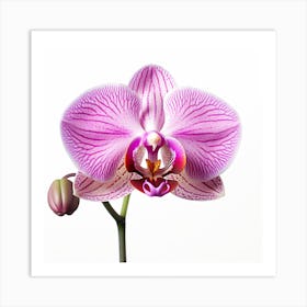 A Close Up Photo Of An Orchid. White Background. Art Print