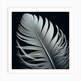 Feather 2 Art Print