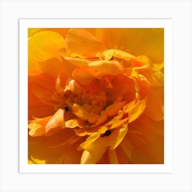 Close Up Of A Yellow Flower Art Print