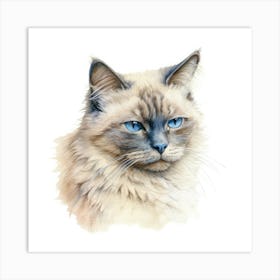 Dwelf Cat Portrait 3 Art Print