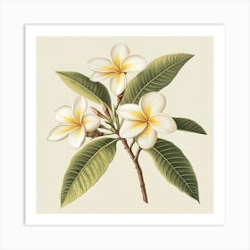 Frangipani Art Print