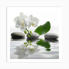 White Orchids In Water Art Print