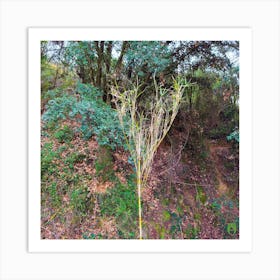 Cypress Tree 20240210124354pub Art Print