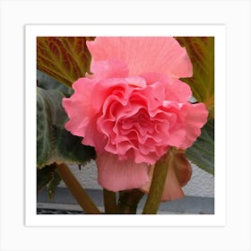 Begonia 24 Art Print