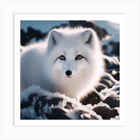 Arctic Fox Art Print