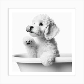 Poodle In Bathtub 1 Art Print