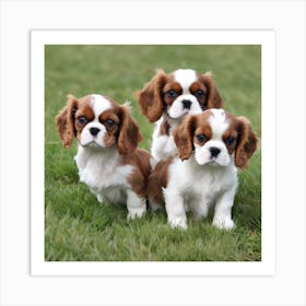 Three King Charles Spaniels Art Print