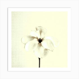 Magnolia Art Print