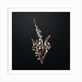 Gold Botanical White Broom on Wrought Iron Black n.0045 Art Print
