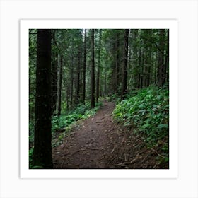 Trail In The Woods Art Print