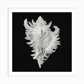 Vintage Shell,  Ernst Haeckel Art Print