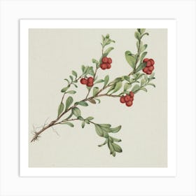 Cranberry Art Print