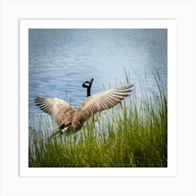 Canadian Geese 27 Art Print