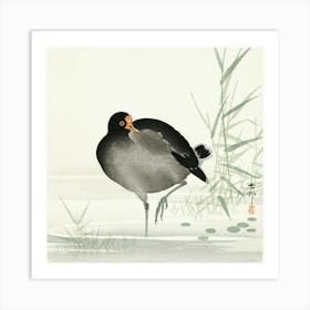 Moorhen (1900 1930), Ohara Koson Art Print