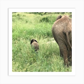 Elephants In The Wild Art Print