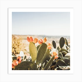 Cactus Fruit View Square Art Print