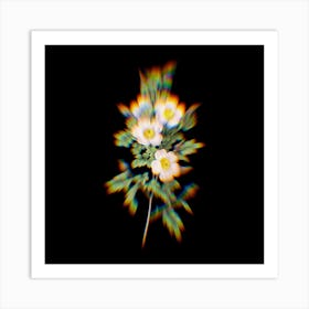 Prism Shift Thornless Burnet Rose Botanical Illustration on Black Art Print