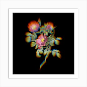 Prism Shift Rose of Love Bloom Botanical Illustration on Black Art Print