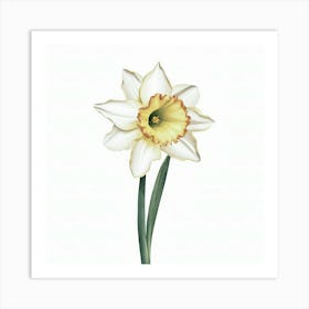 Daffodil 1 Art Print