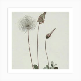 Dandelion Art Print