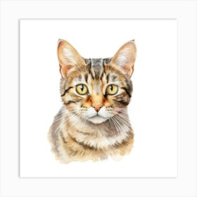 European Shorthair Cat Portrait Art Print