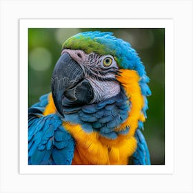 Blue And Yellow Macaw 1 Art Print