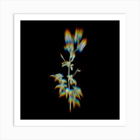 Prism Shift Spanish Clover Bloom Botanical Illustration on Black n.0395 Art Print