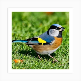 Bird Natural Wild Wildlife Tit Sparrows Sparrow Blue Red Yellow Orange Brown Wing Wings (41) Art Print