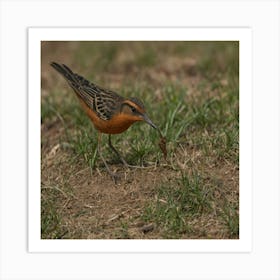 Rufous-Tailed Robin 3 Art Print