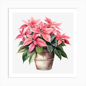 Poinsettia 5 Art Print