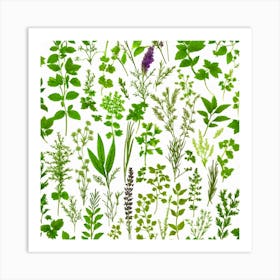 Herb Collection Art Print