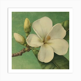 Magnolia Art Print