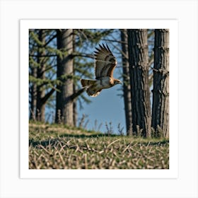 Red Tail Hawk Art Print