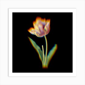 Prism Shift Tulip Tulipa Culta Botanical Illustration on Black n.0151 Art Print