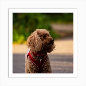 Poodle On The Road Art Print