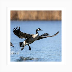 Canadian Geese 42 Art Print