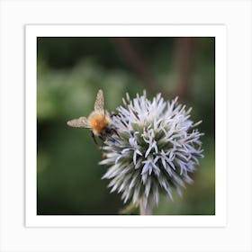 Bee On A Flower Ball Art Print