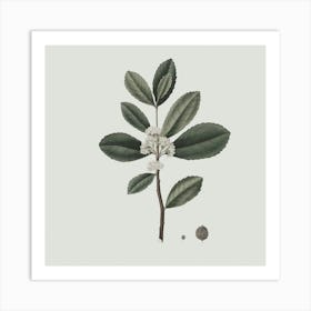 Sassafras Art Print