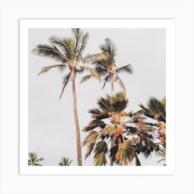 Palm Trees In Wind Square Art Print