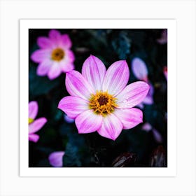 Glowing Dahlias Art Print