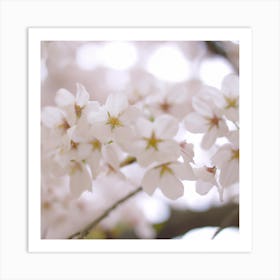 Cherry Blossoms 4 Art Print