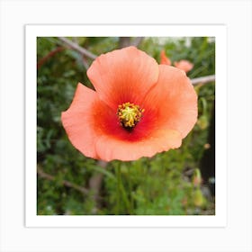 Poppy Art Print