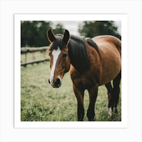 Horse In A Field 8 Art Print