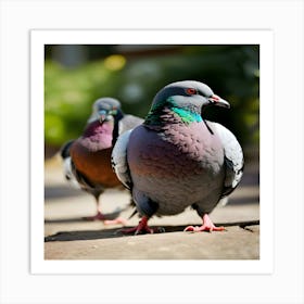 Pigeons 1 Art Print