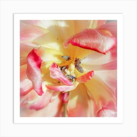 Close Up Tulip Botanical Photography Art Print