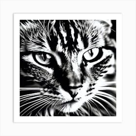 Black And White Cat 2 Art Print