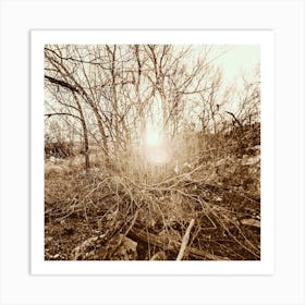 Sun Shines Through The Trees Art Print