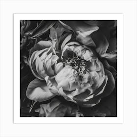 Pink Peony Portrait BW Art Print