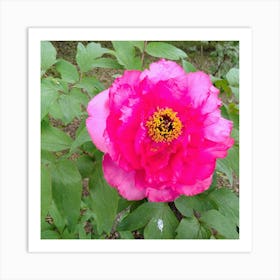 Peony in Japan 16 Art Print